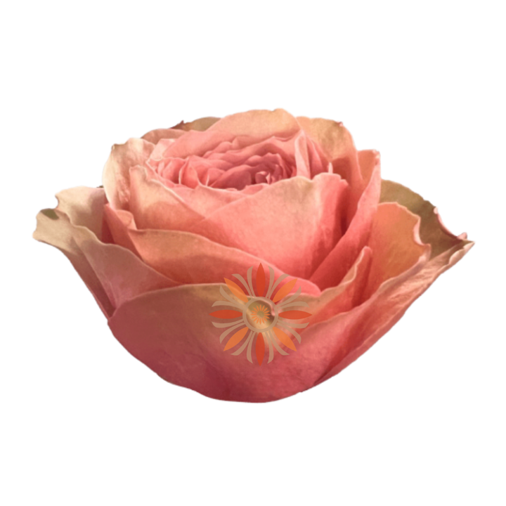 Kahala Roses 50 CM