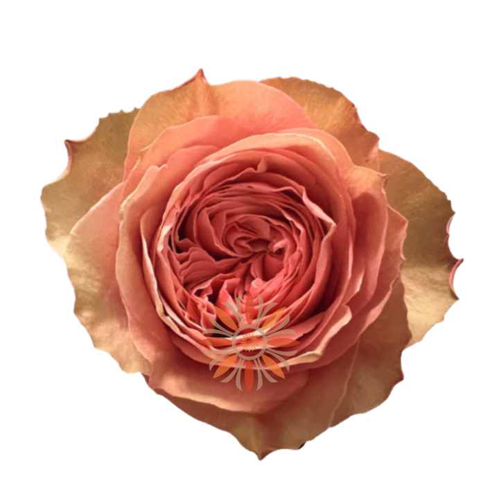 Kahala Roses 50 CM