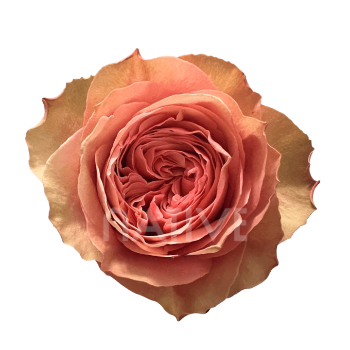 Kahala Roses 50 CM