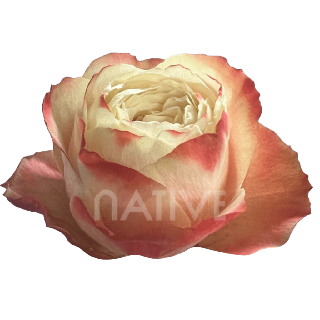 Karma Roses 40 CM