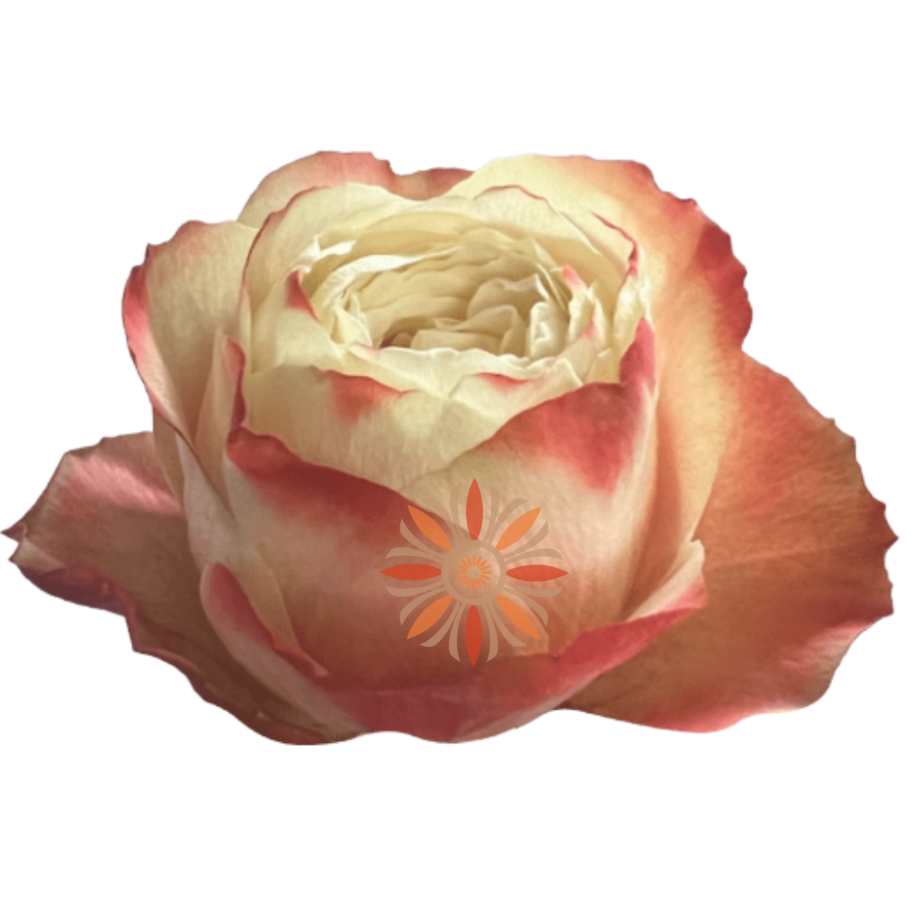 Karma Roses 40 CM