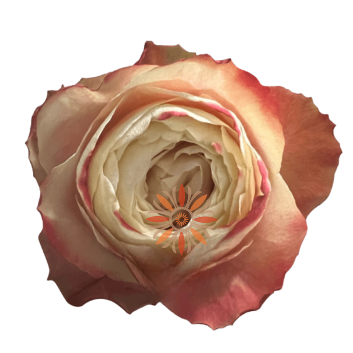 Karma Roses 40 CM