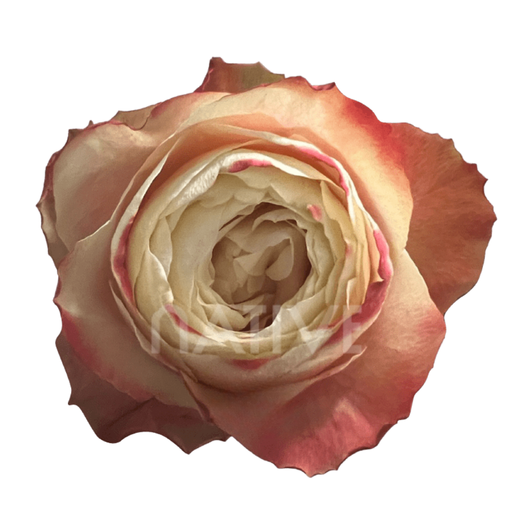 Karma Roses 40 CM