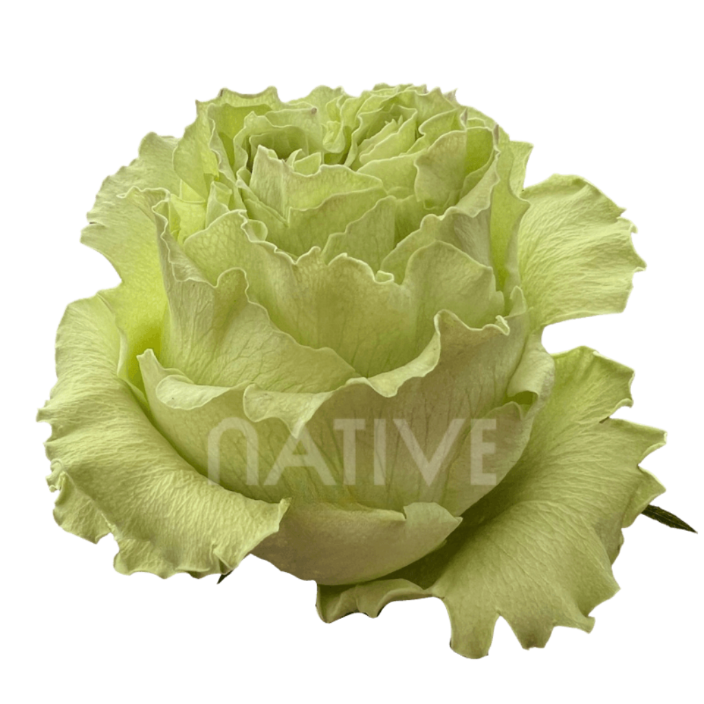 Limonada Roses 50 CM