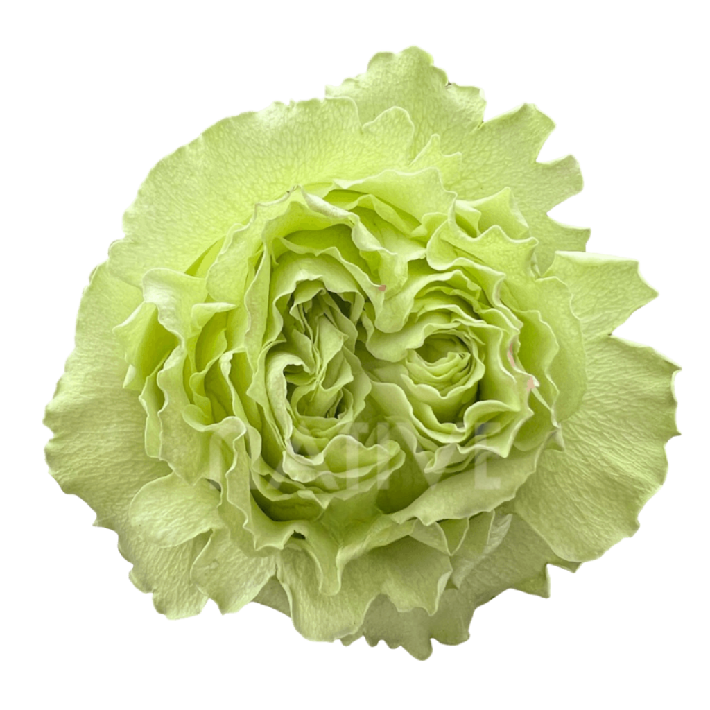 Limonada Roses 50 CM