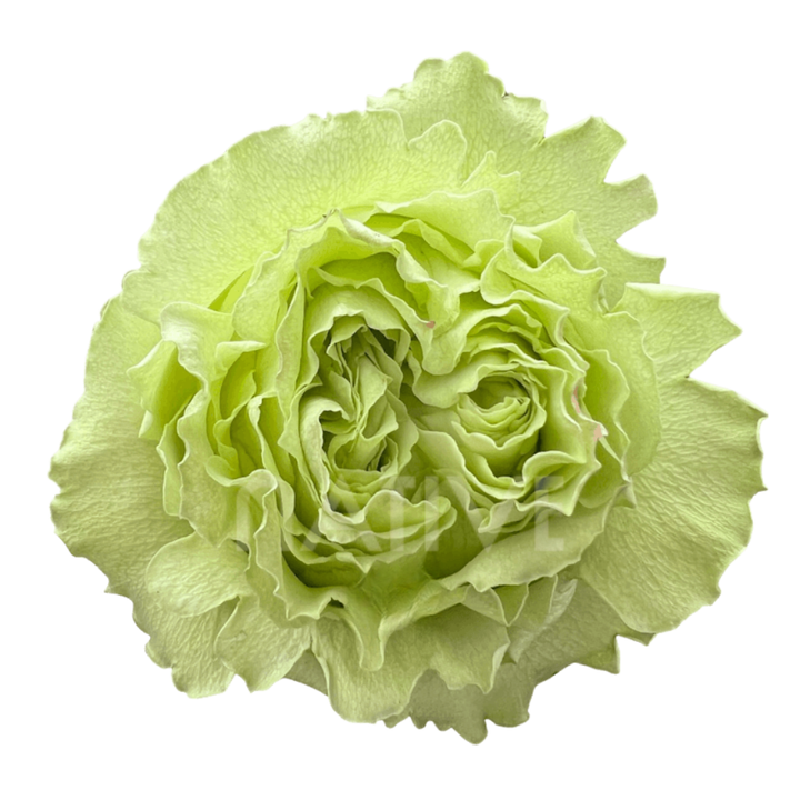 Limonada Roses 50 CM