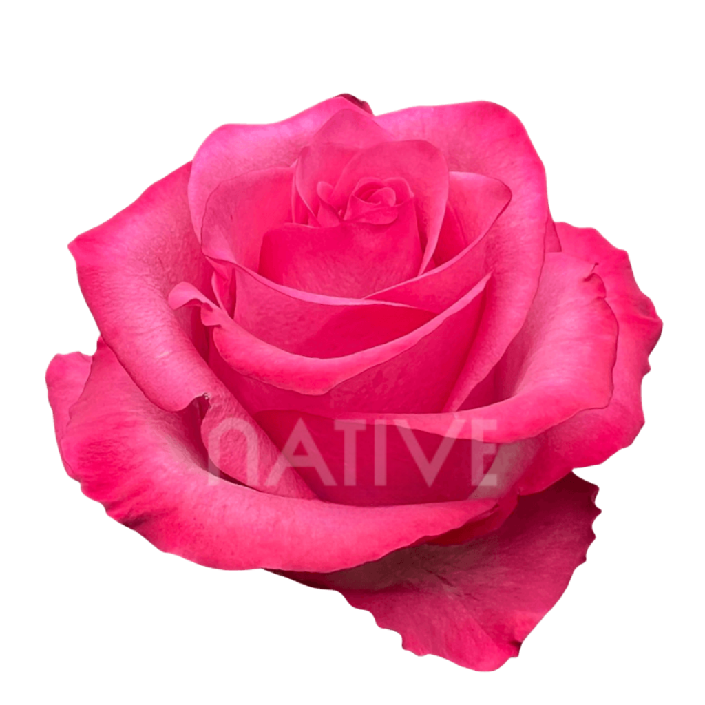 Lola Roses 60 CM