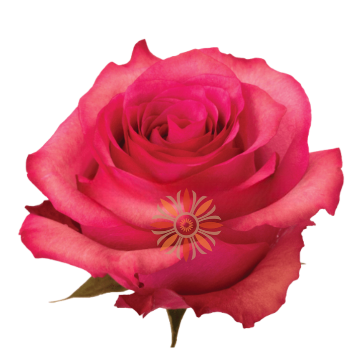 Lola Roses 60 CM
