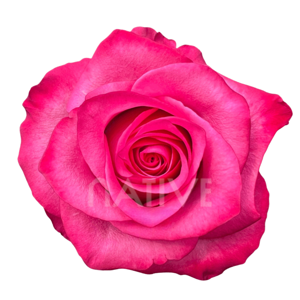 Lola Roses 60 CM