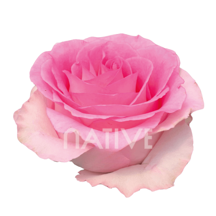 Mandala Roses 50 CM