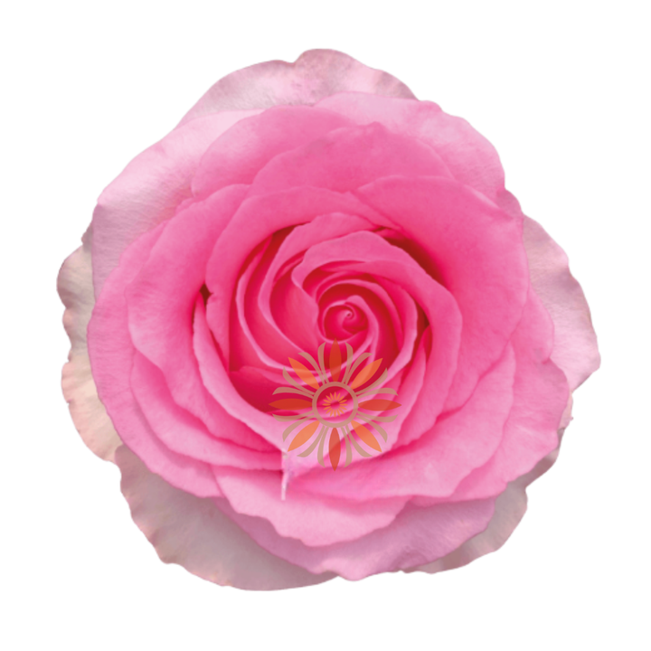 Mandala Roses 50 CM