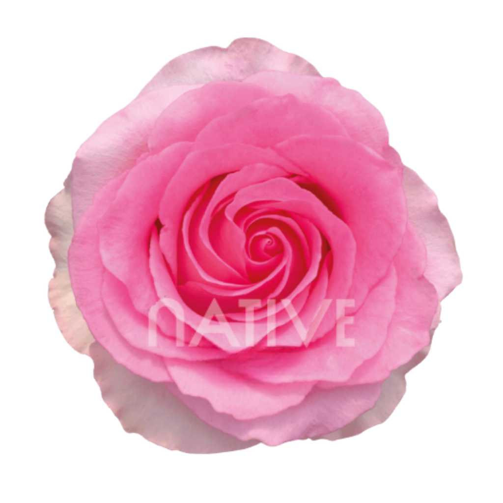 Mandala Roses 50 CM