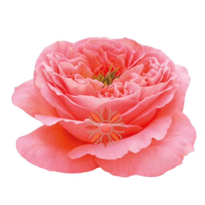 Mandarin Xpression Roses 70 CM