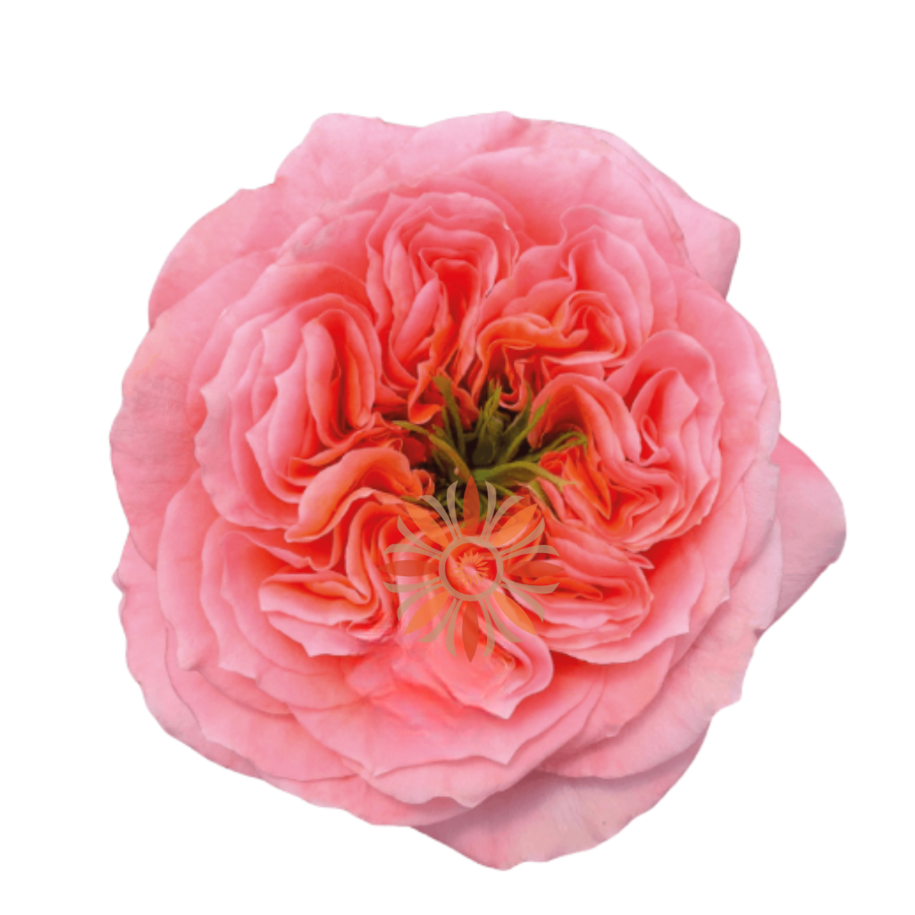 Mandarin Xpression Roses 70 CM