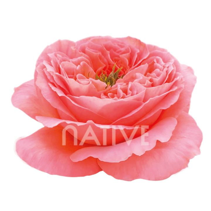 Mandarin Xpression Roses 70 CM