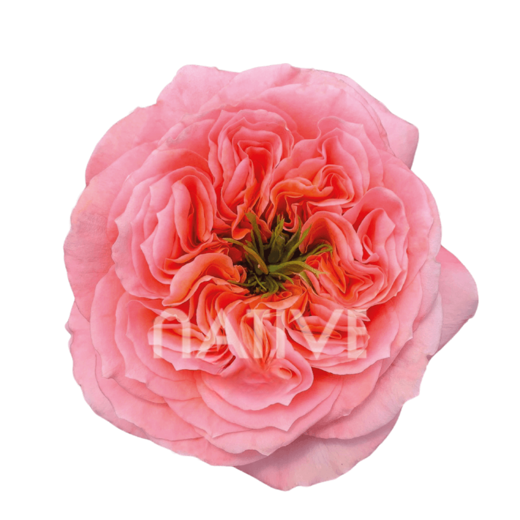 Mandarin Xpression Roses 70 CM