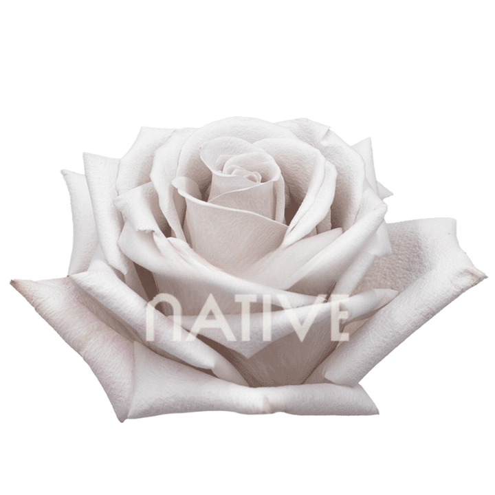 Menta Roses 40 CM