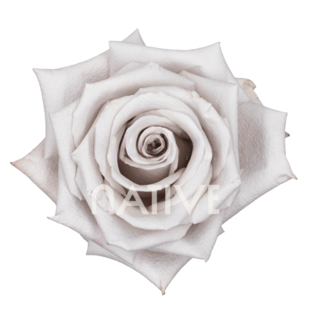 Menta Roses 40 CM
