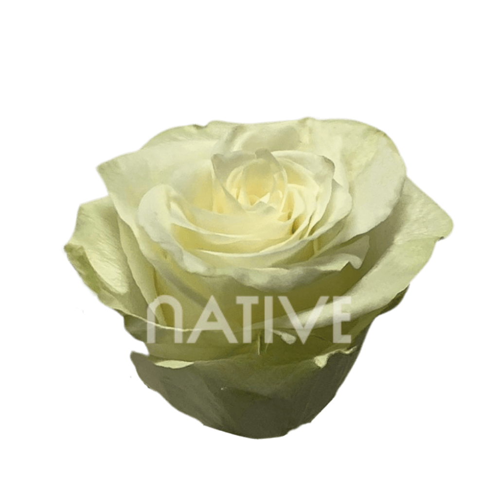 Mia Roses 50 CM