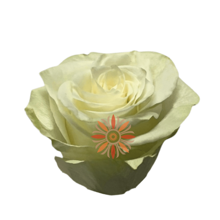 Mia Roses 50 CM