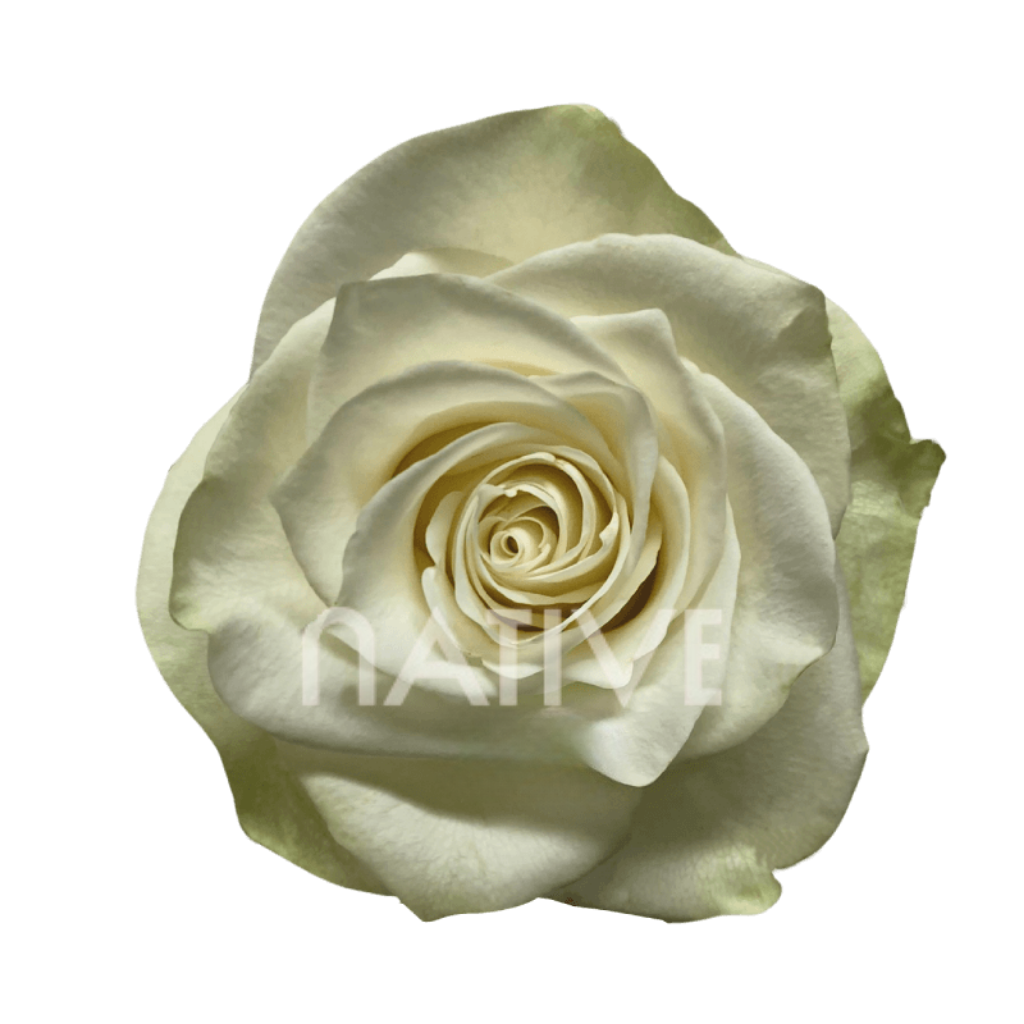 Mia Roses 50 CM