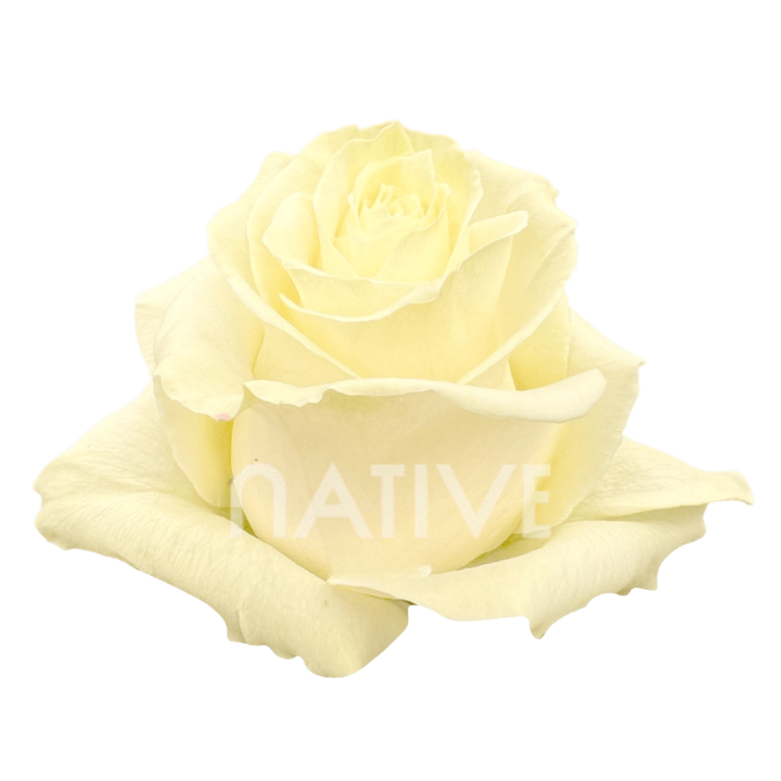 Mondial Roses 50 CM