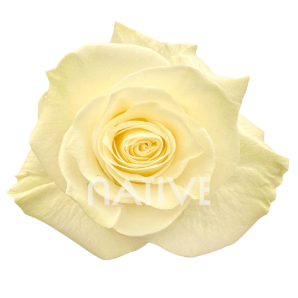 Mondial Roses 50 CM