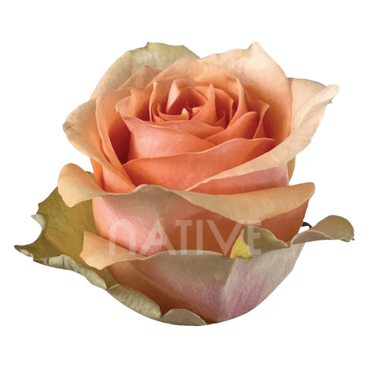 Nectarine Roses 40 CM