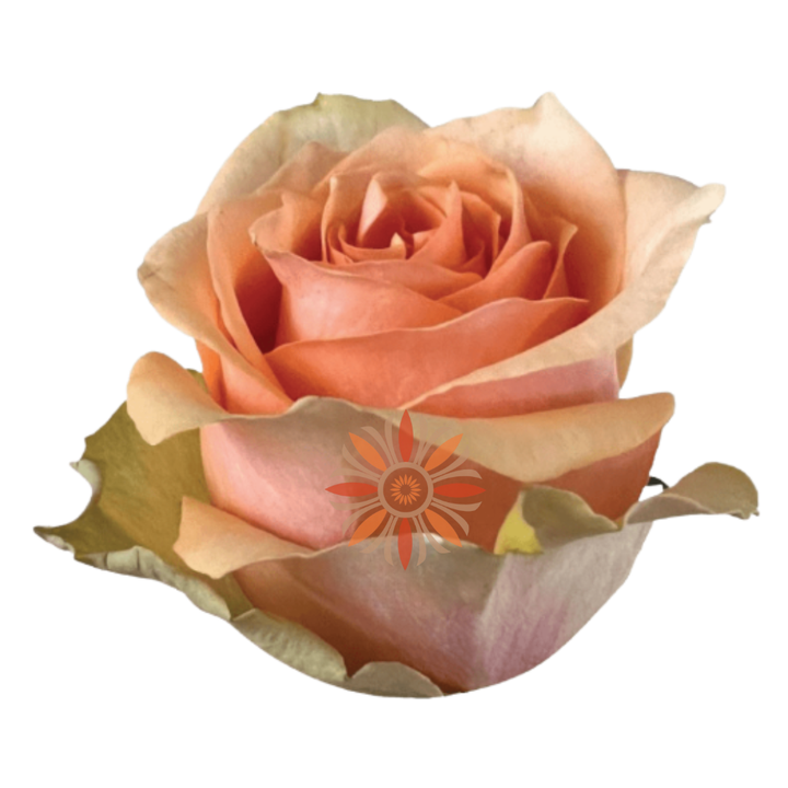 Nectarine Roses 40 CM