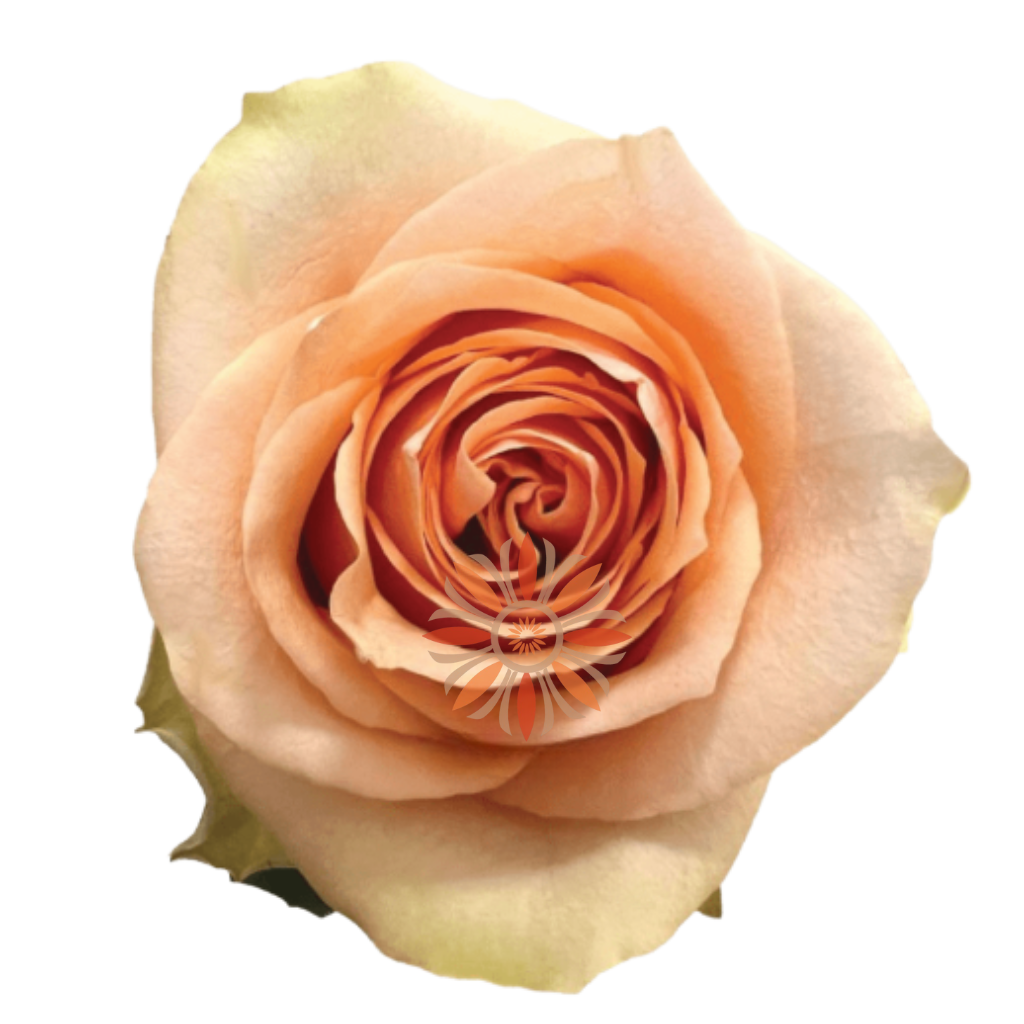 Nectarine Roses 40 CM