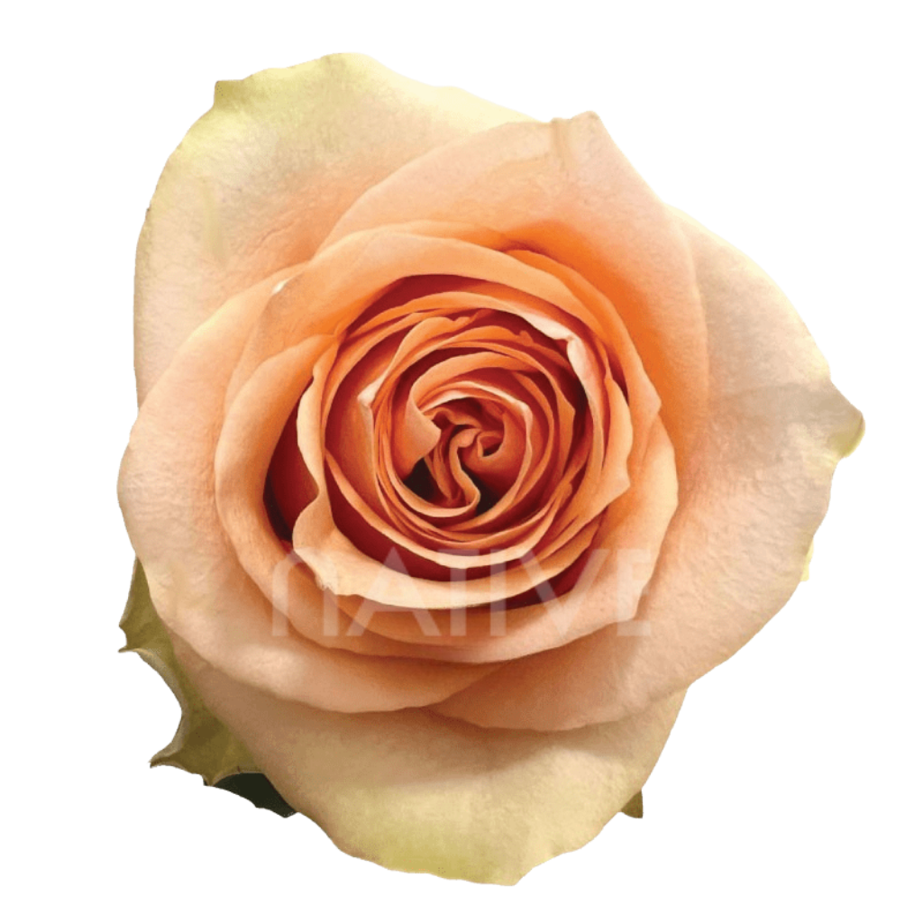 Nectarine Roses 40 CM