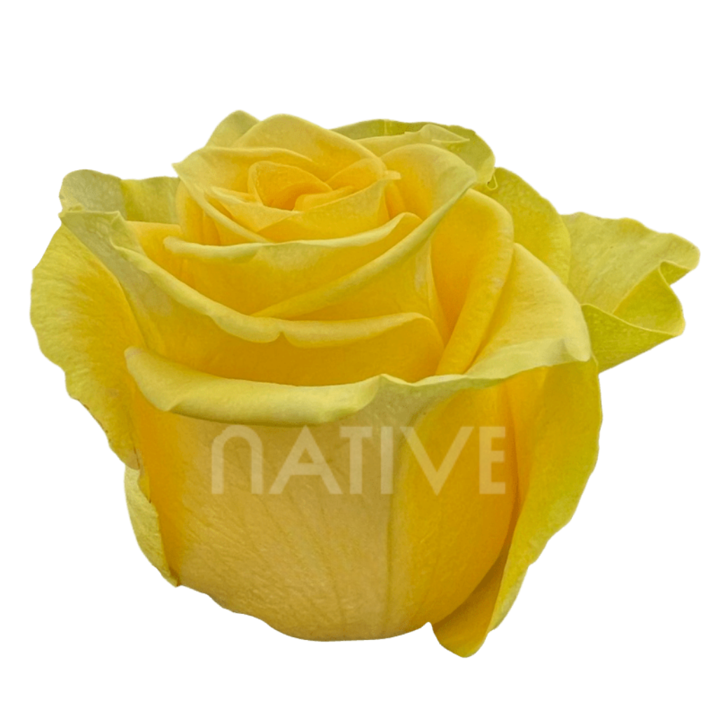 New Yellow Roses 40CM