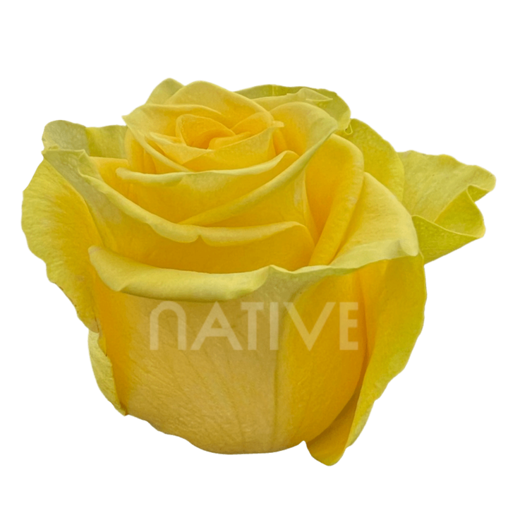 New Yellow Roses 40CM