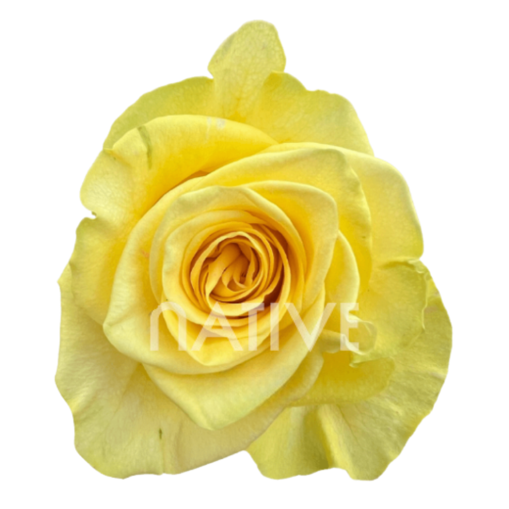 New Yellow Roses 40CM