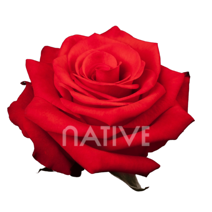 Nina Roses 40 CM