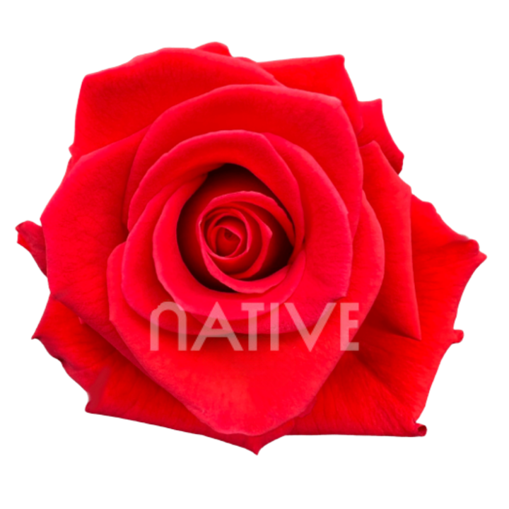 Nina Roses 40 CM