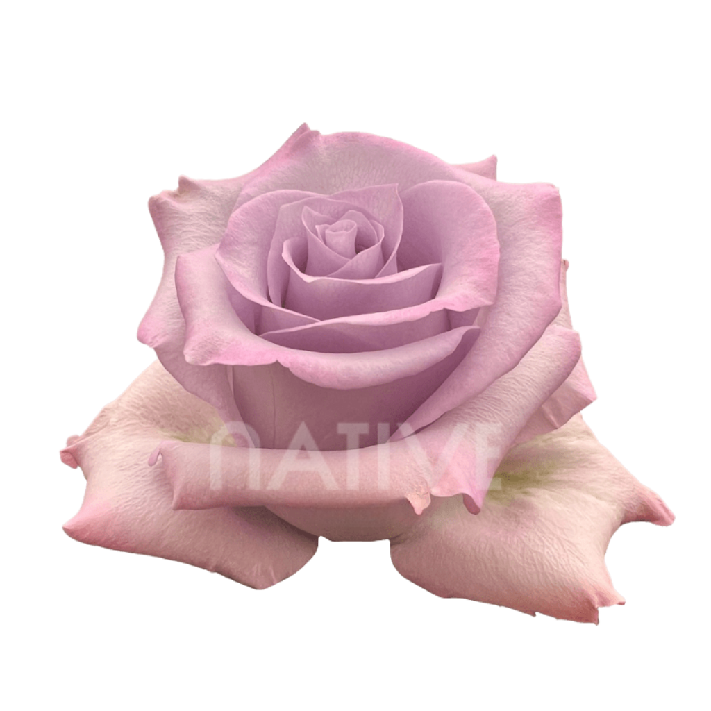 Ocean Song Roses 40 CM