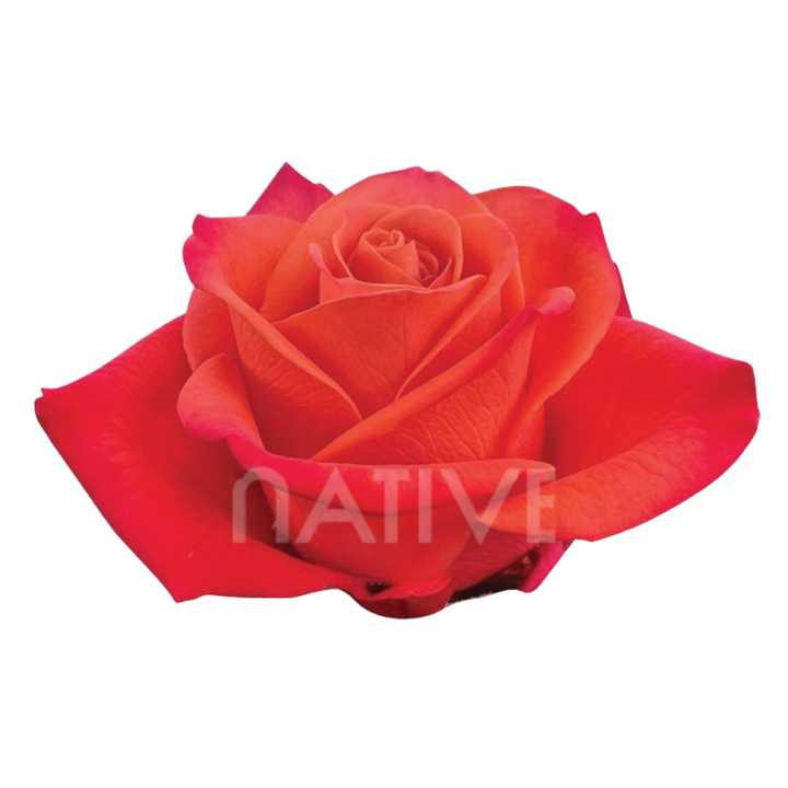 Orange Crush Roses 50 CM