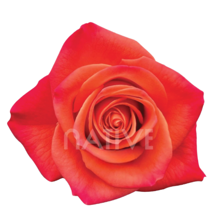 Orange Crush Roses 50 CM