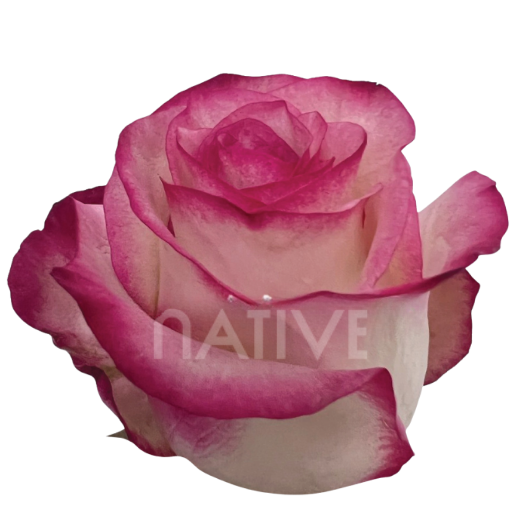 Paloma Roses 40 CM