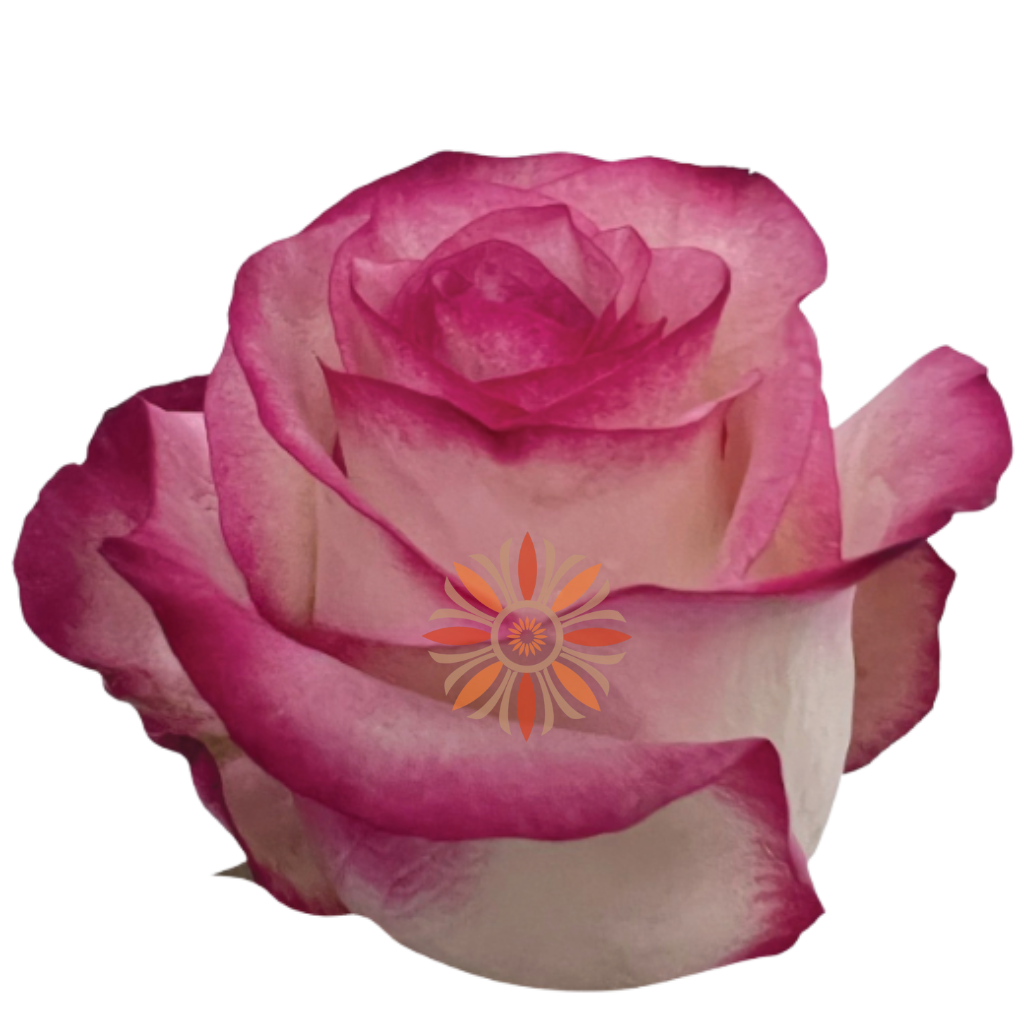 Paloma Roses 40 CM