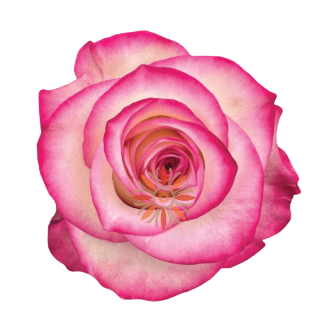 Paloma Roses 40 CM