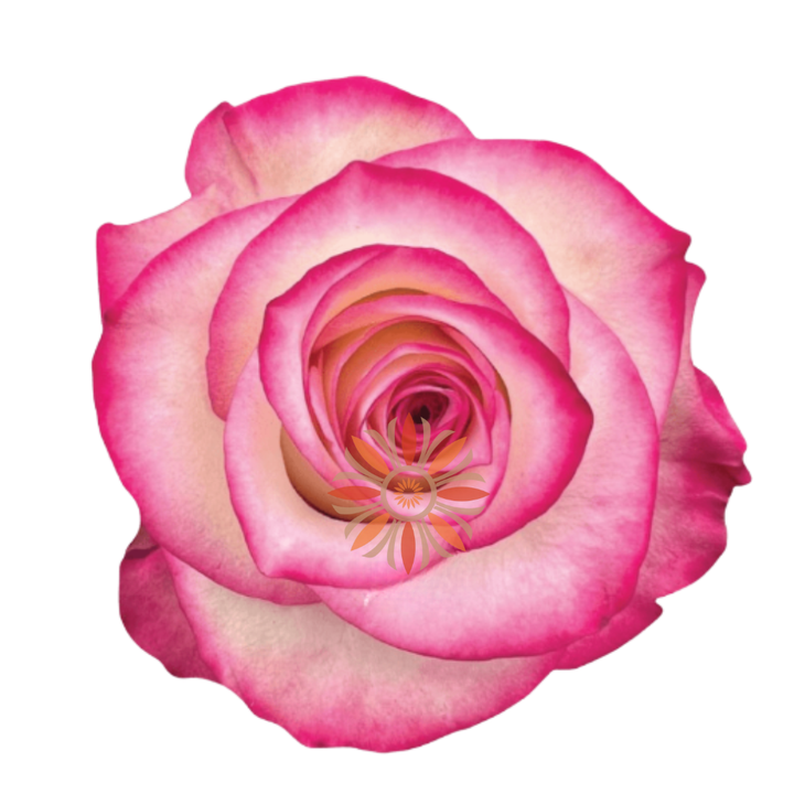Paloma Roses 40 CM