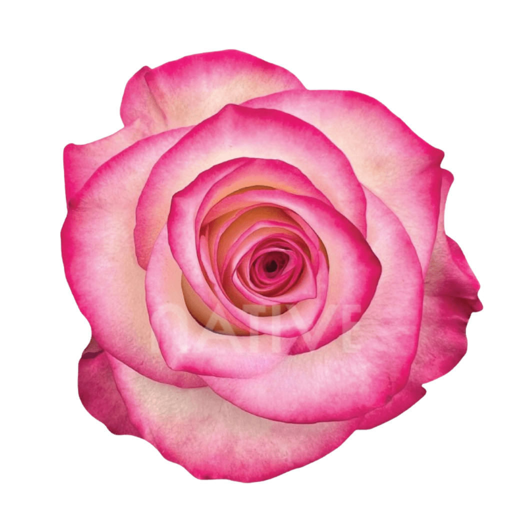 Paloma Roses 40 CM