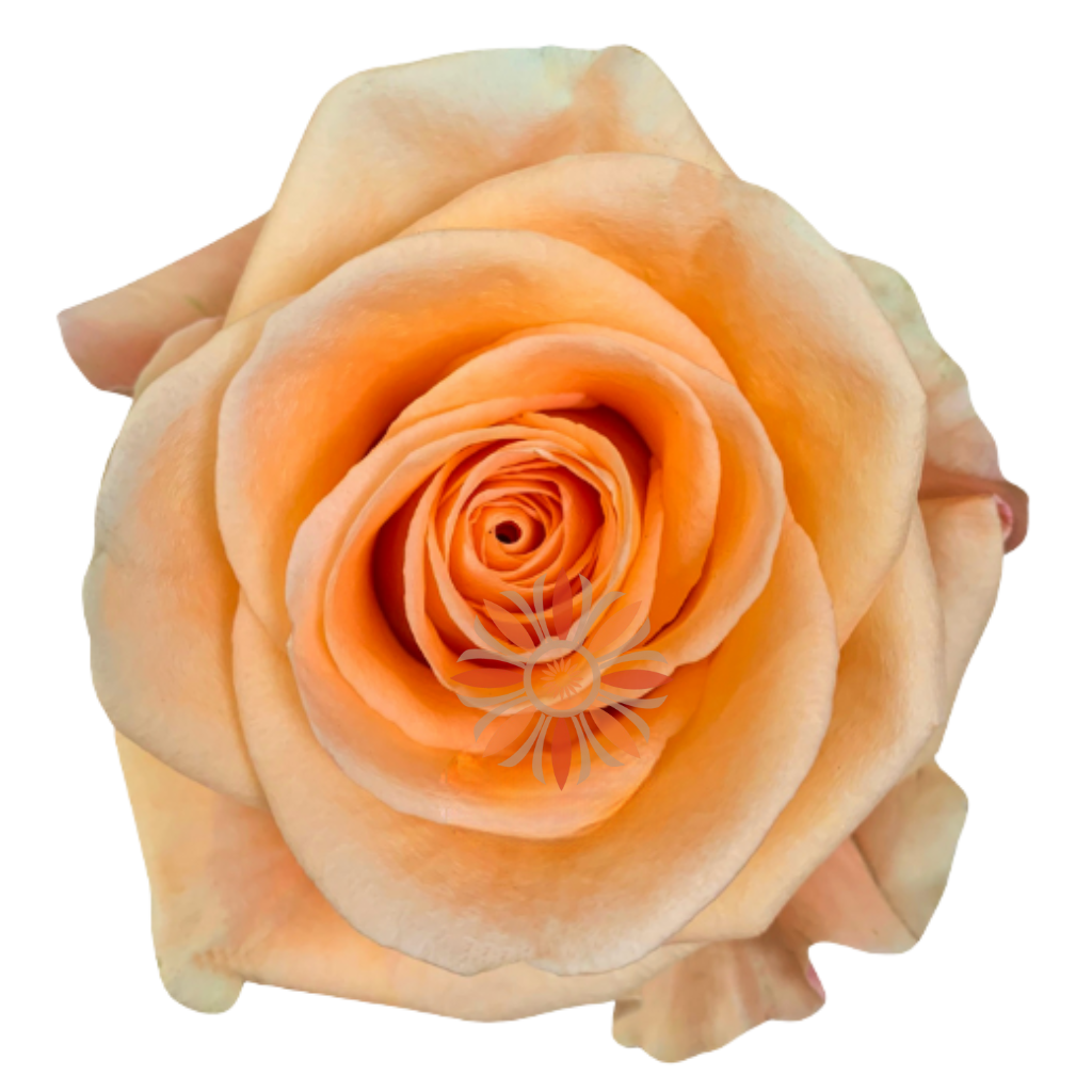 Peach Wave Roses 40 CM