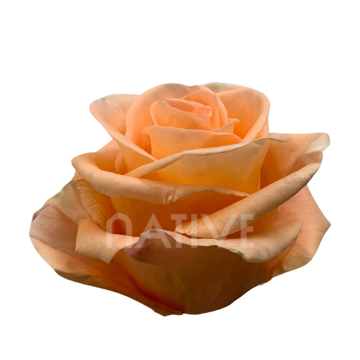Peach Wave Roses 40 CM