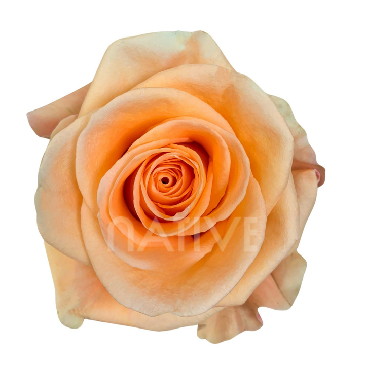 Peach Wave Roses 40 CM