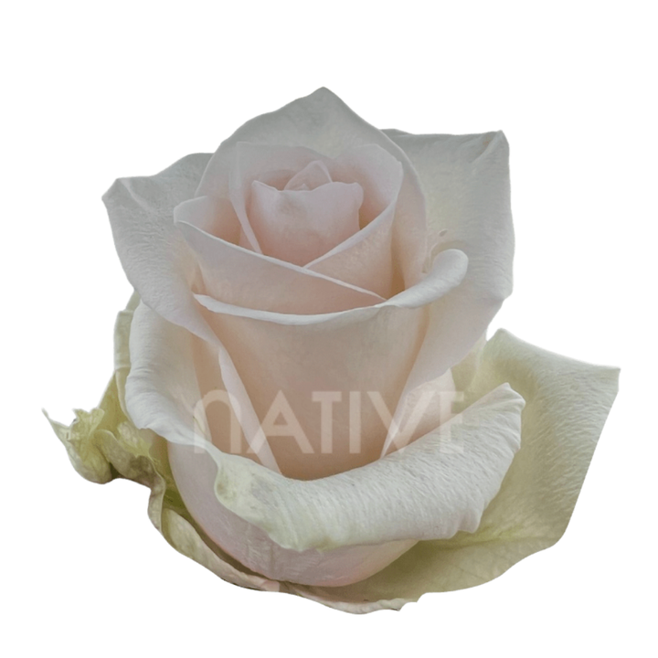 Perla Roses 40 CM