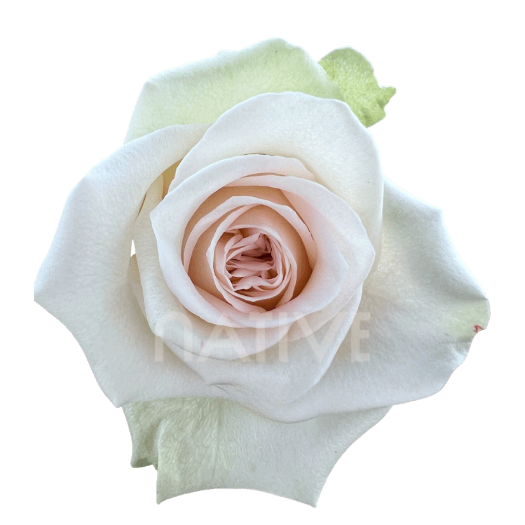 Perla Roses 40 CM