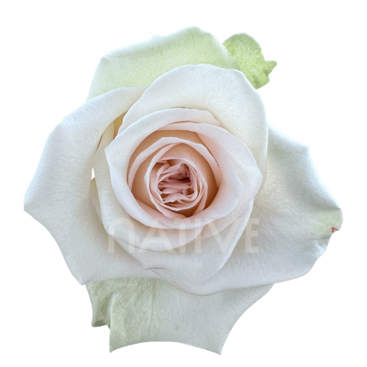 Perla Roses 40 CM